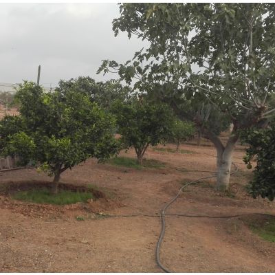 Casas de campo en Venta