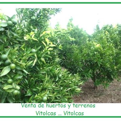 Parcelas Rústicas en Venta